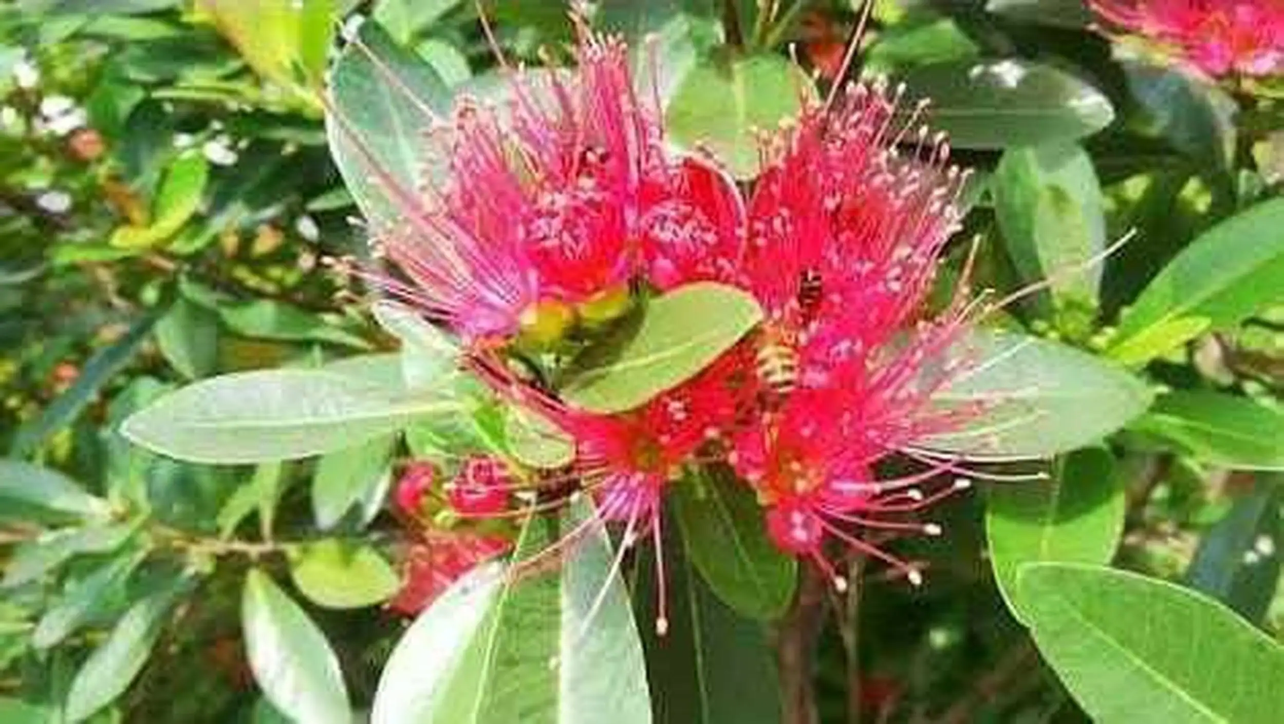 Buy Cloud Farm Hybrid Pink First Love Flower ZZ Plant - 200