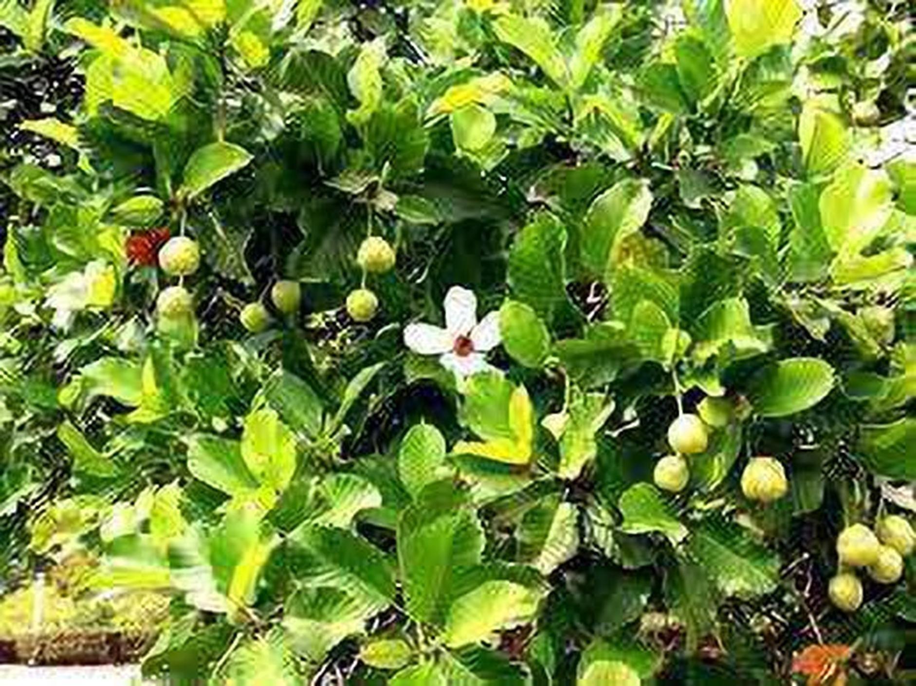 Buy Cloud Farm Hybrid Indian catmon ZZ Plant- 200 mm CF_O272