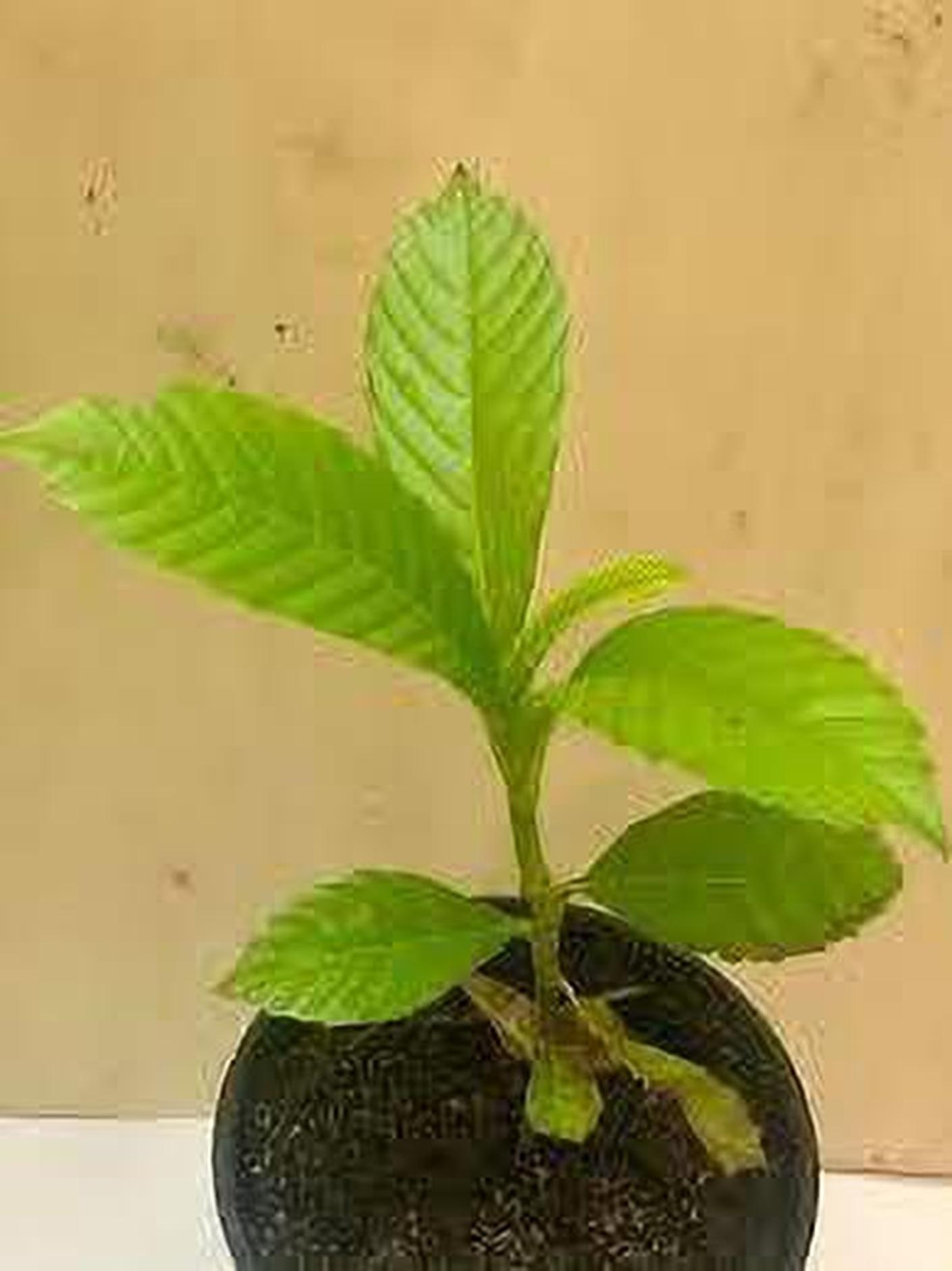 Buy Cloud Farm Hybrid Indian catmon ZZ Plant- 200 mm CF_O272
