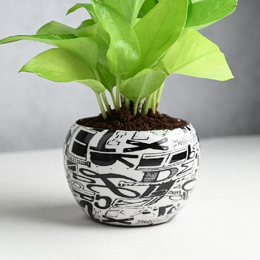 Buy Floweraura Decorative Air Purifying Lucky Golden Money Live