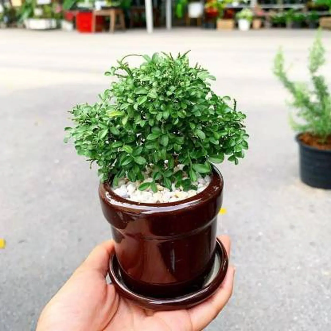 8315.KAMMOK Fire Berry 30 オリーブ 8315.KAMMOK Fire Berry 30 オリーブ 【公式通販】