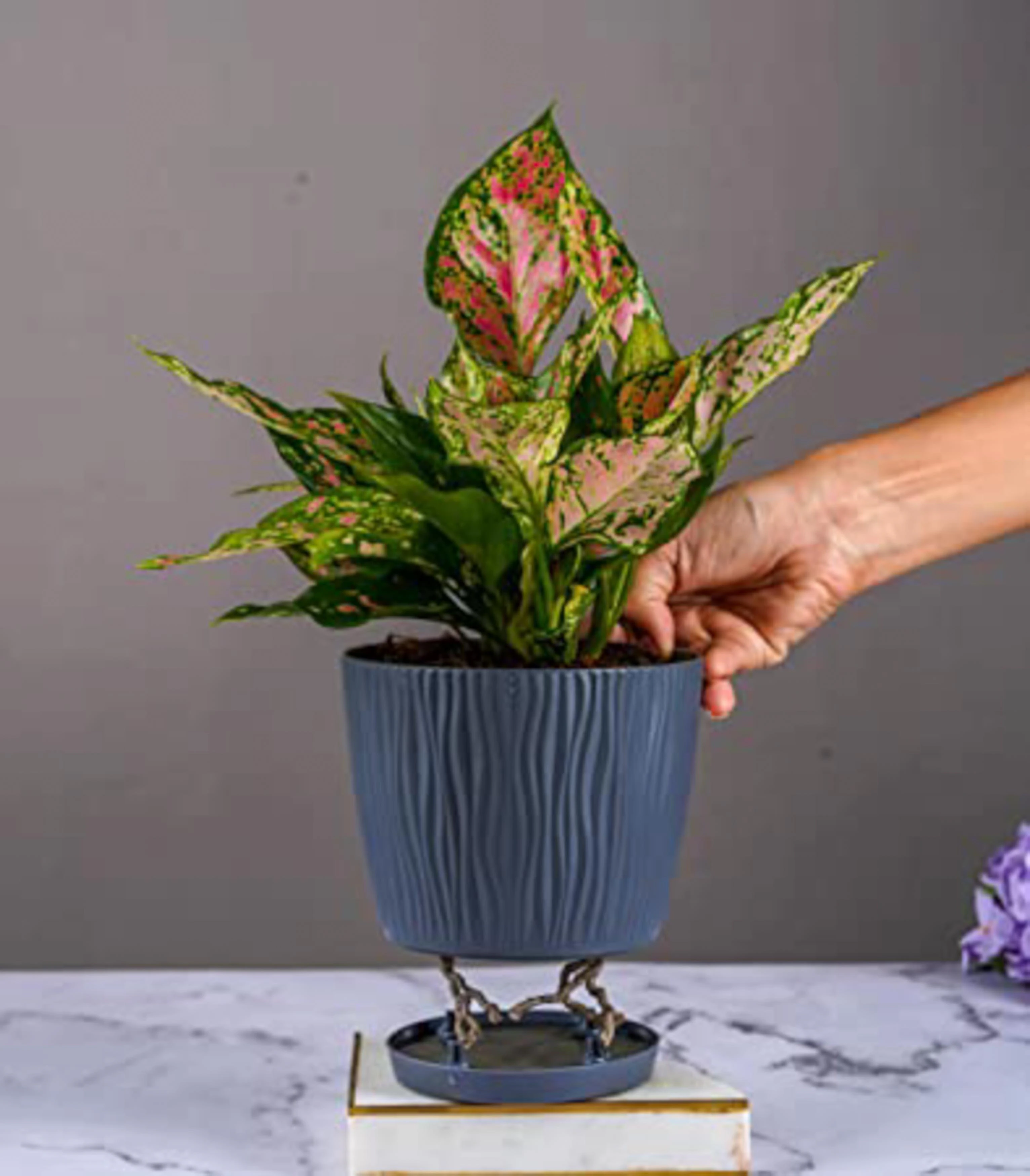 Buy Nurturing Green Zz Plant Curly In Ivory Tide Self Watering