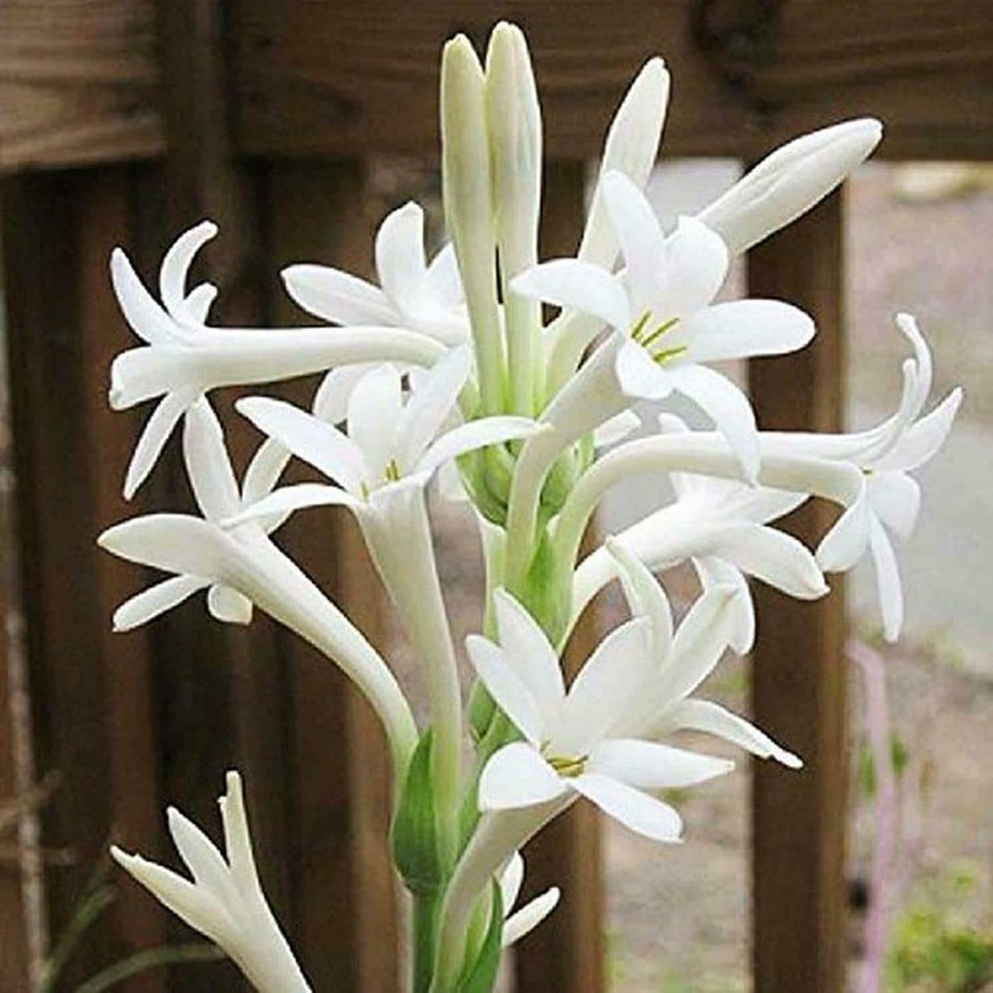 Buy PARYAVARAAN Rajnigandha / Tuberose | Suitable for Indian