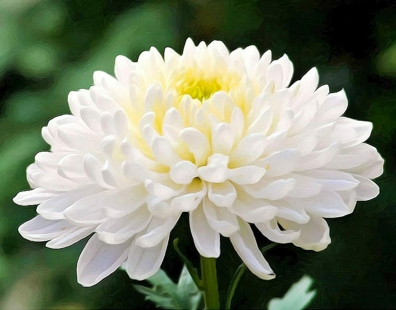 Buy R-DRoz Chrysanthemum Guldawri Flowers Seeds (Pack of 50 Seeds