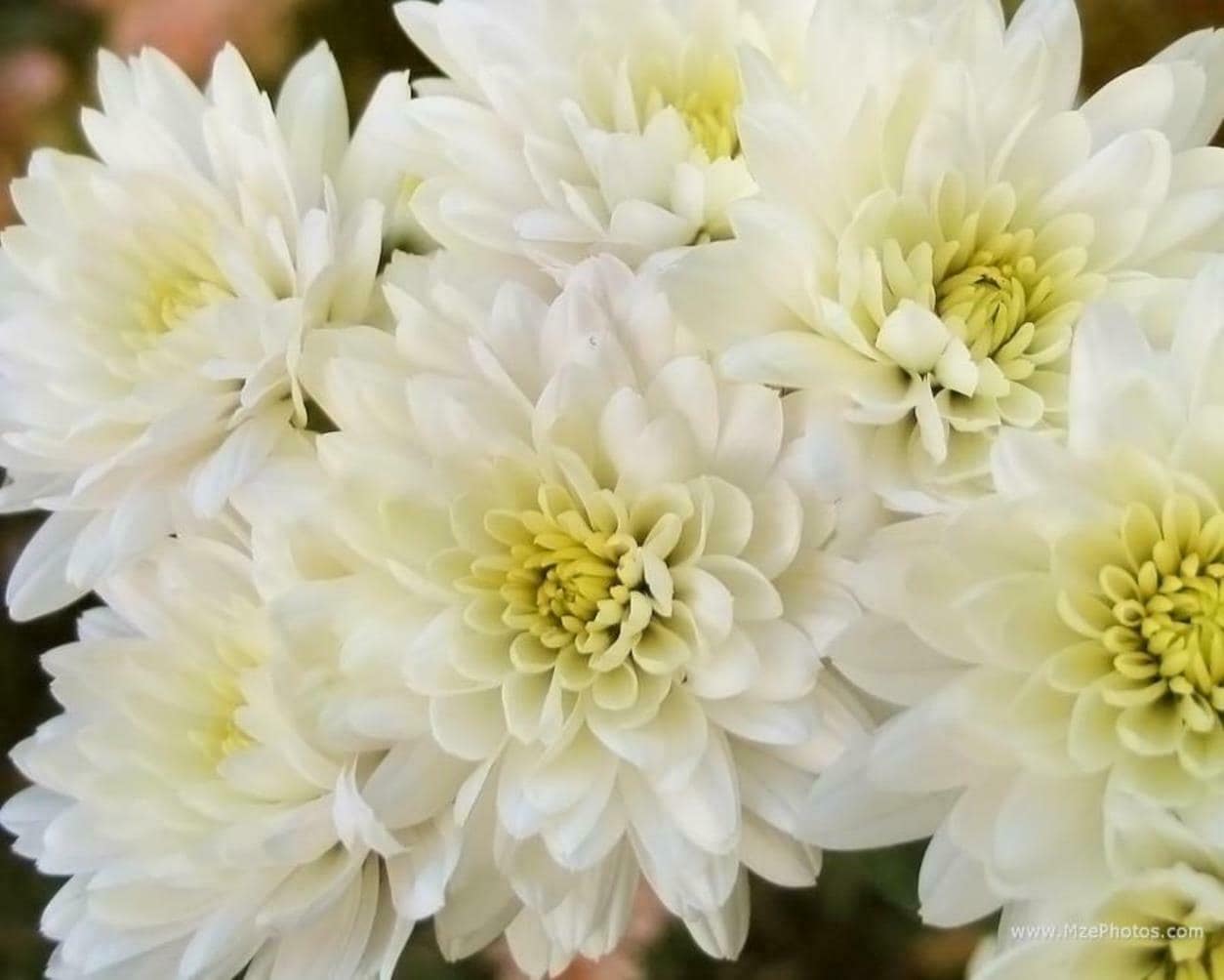 Buy R-DRoz Chrysanthemum Guldawri Flowers Seeds (Pack of 50 Seeds
