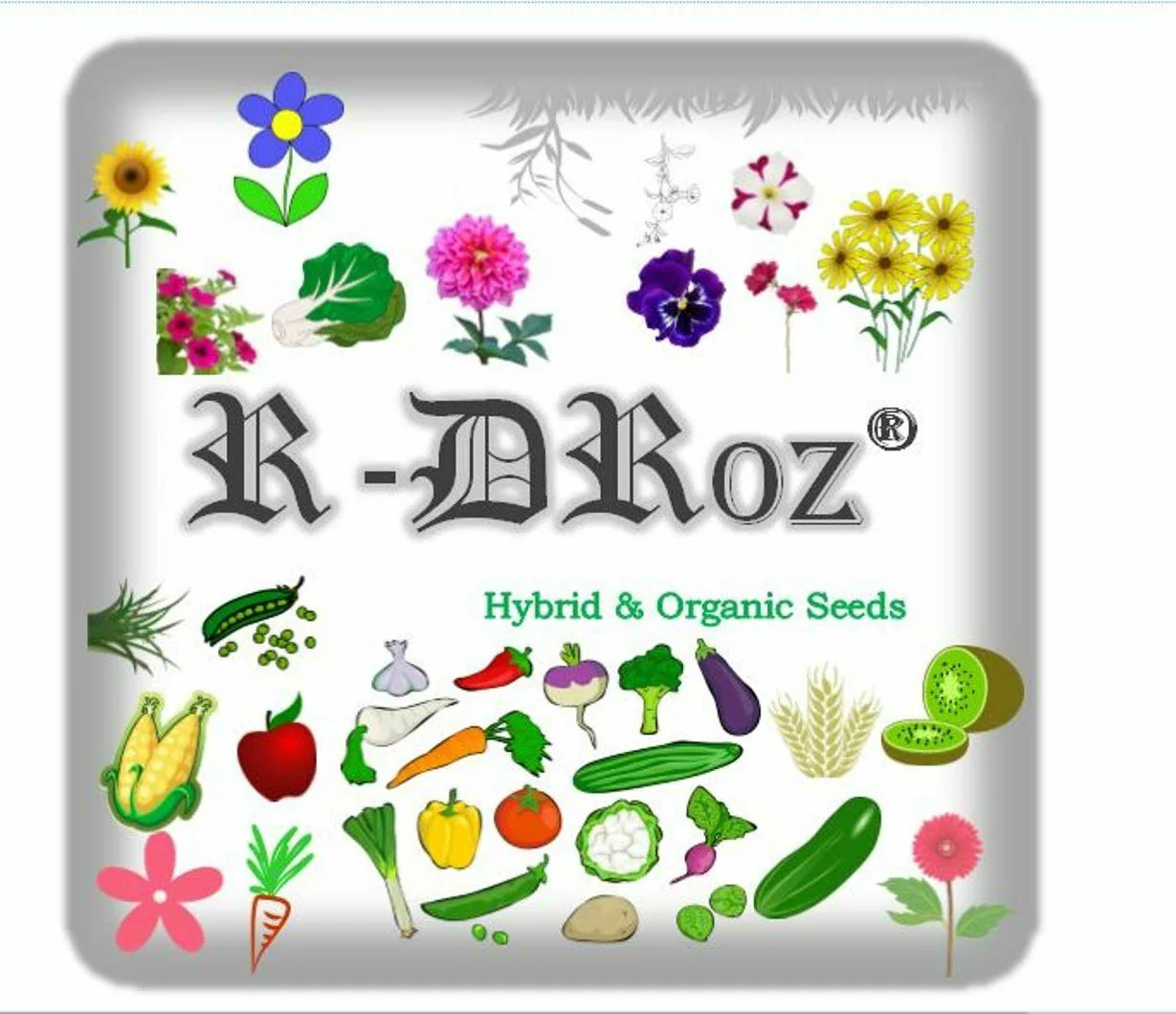 Buy R-DRoz Chrysanthemum Guldawri Flowers Seeds (Pack of 50 Seeds