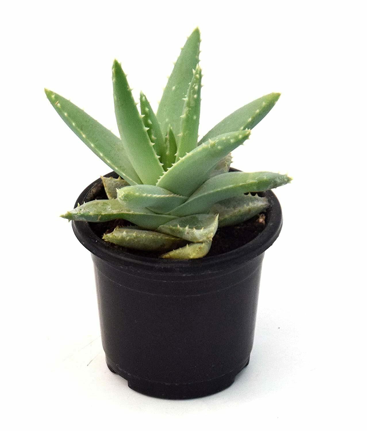 ＡＬＯＥです。 Buy India Gardening Aloe Vera Barbadensis Miller Succulet Live