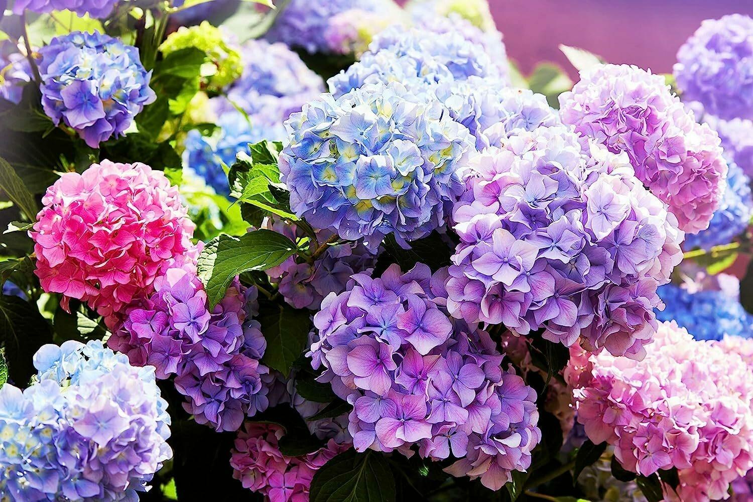 Hydrangea4937　1202 tl9424_1.jpg