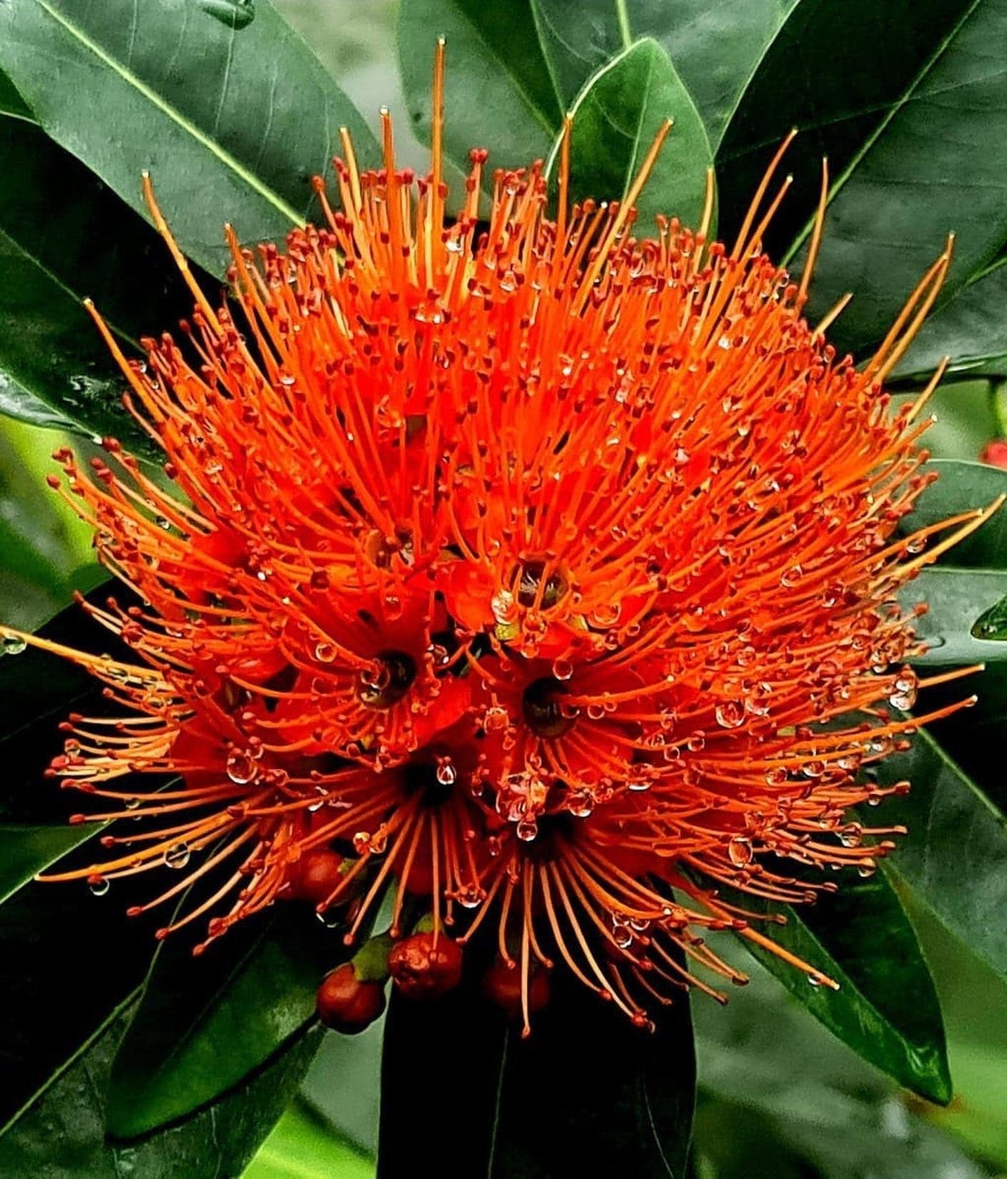 Floral Trend　SHBeastMaster MD 12000 Buy Cloud Farm Hybrid First Love Flower ZZ Plant - 200 mm CF_A114