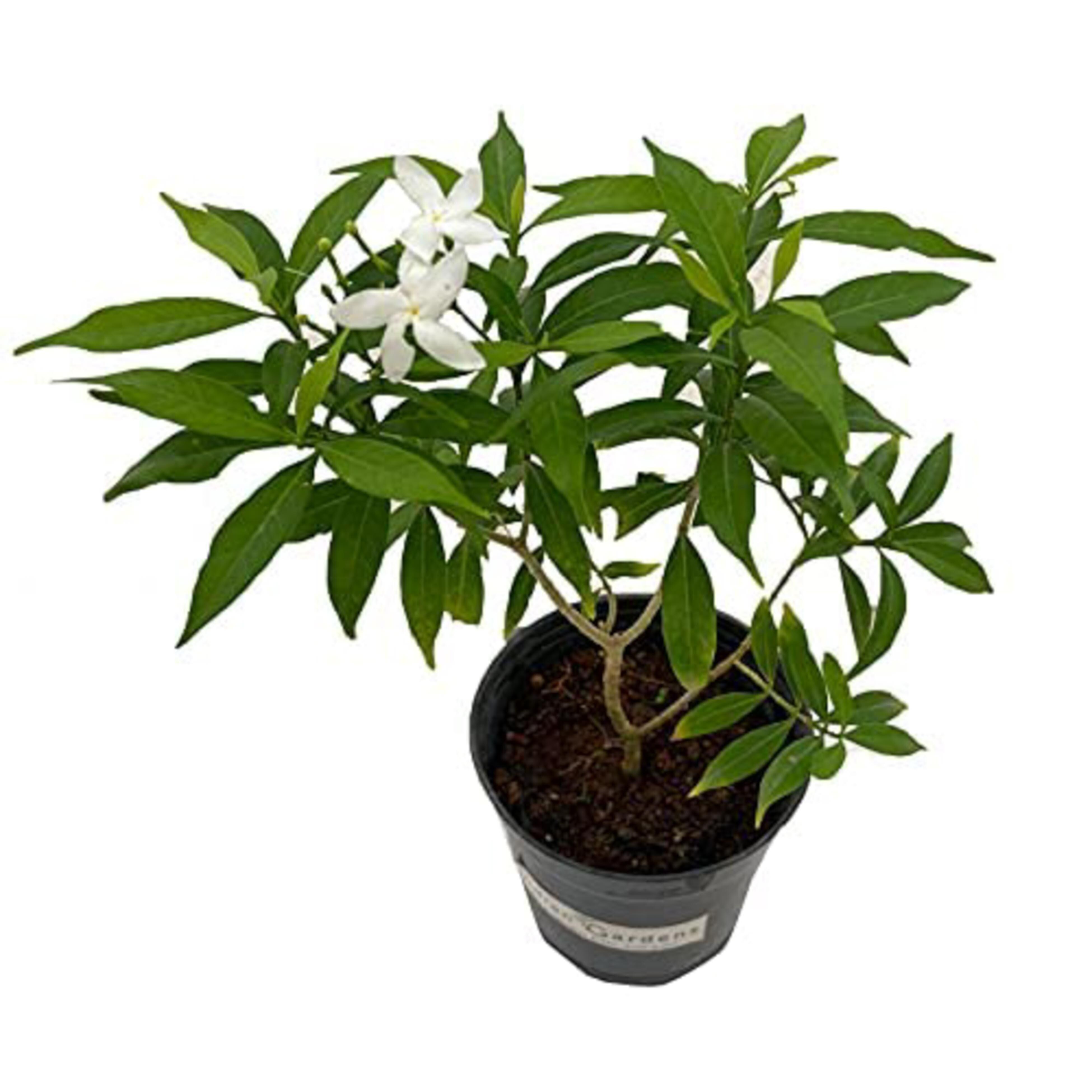 CAVORI 完売品 Jasmine Tops アイボリー CAVORI 完売品 Jasmine Tops アイボリー CAVORI 完売品 Jasmine Tops