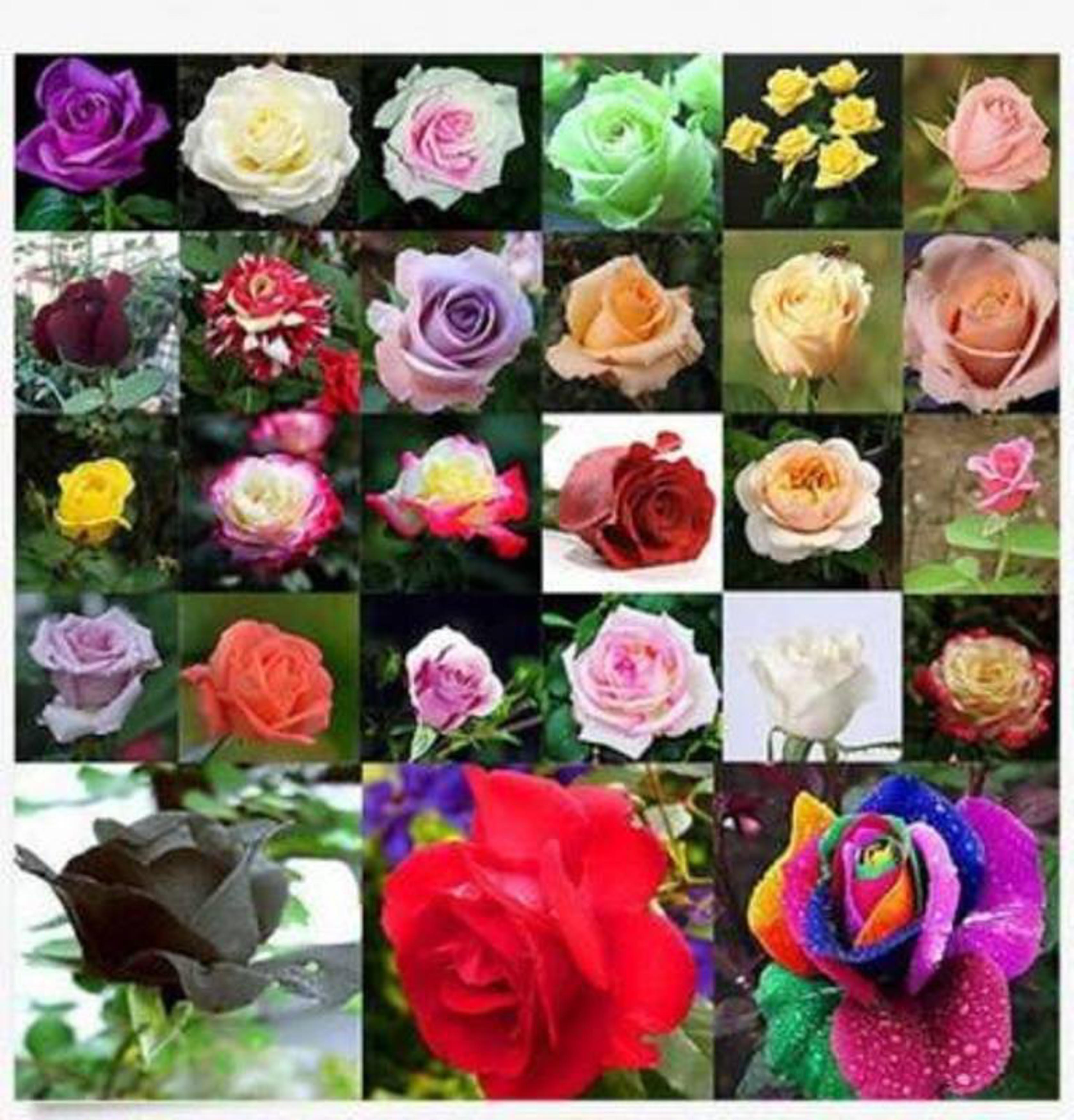 Buy Priyathams Imported Rare 27 Colors Of Rose Flower Plant Seed
