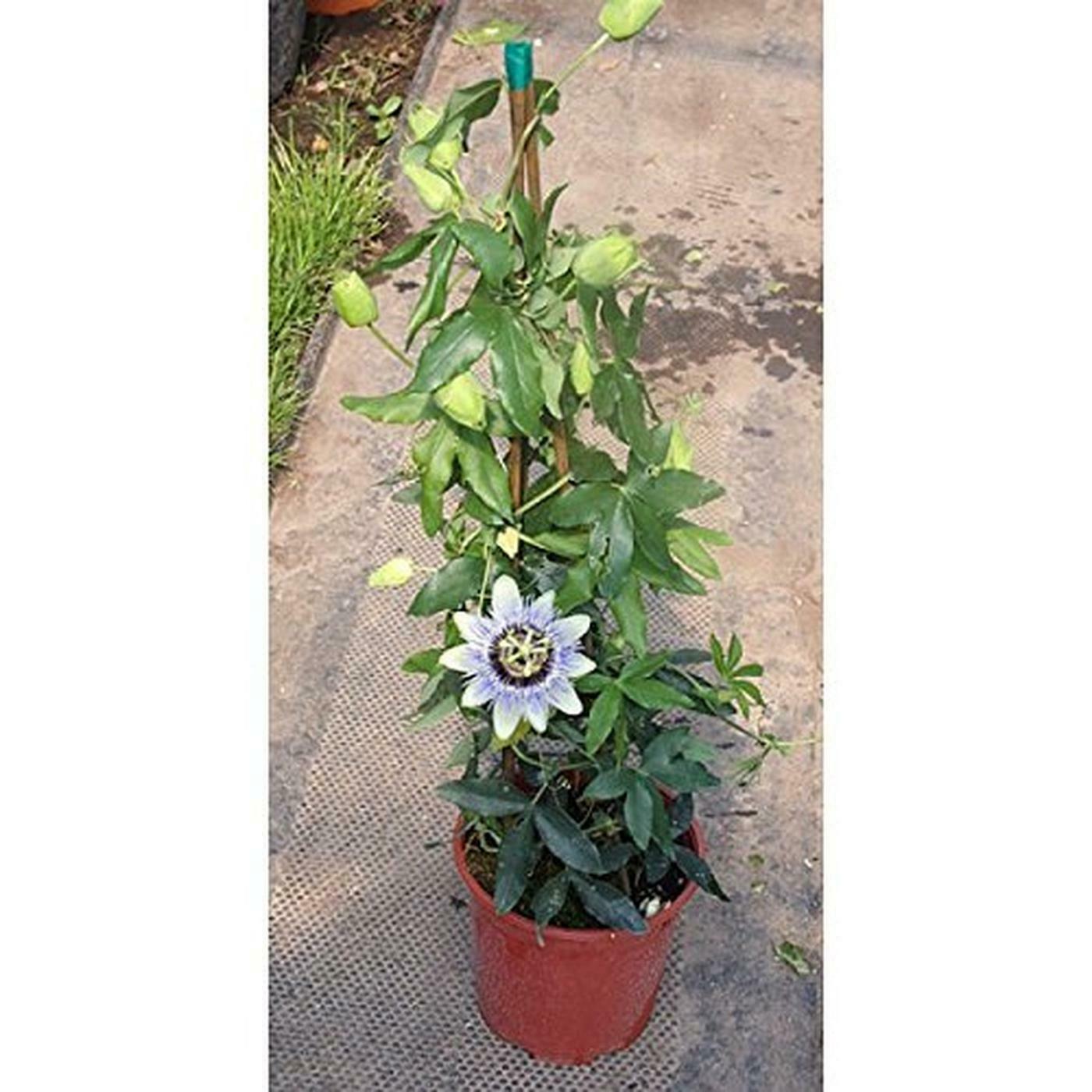 ◾️ヘレンド◾️フラワーブルーリボン/エレガントウォールクロック/定価12万円 ◾️ヘレンド◾️フラワーブルーリボン/エレガントウォールクロック