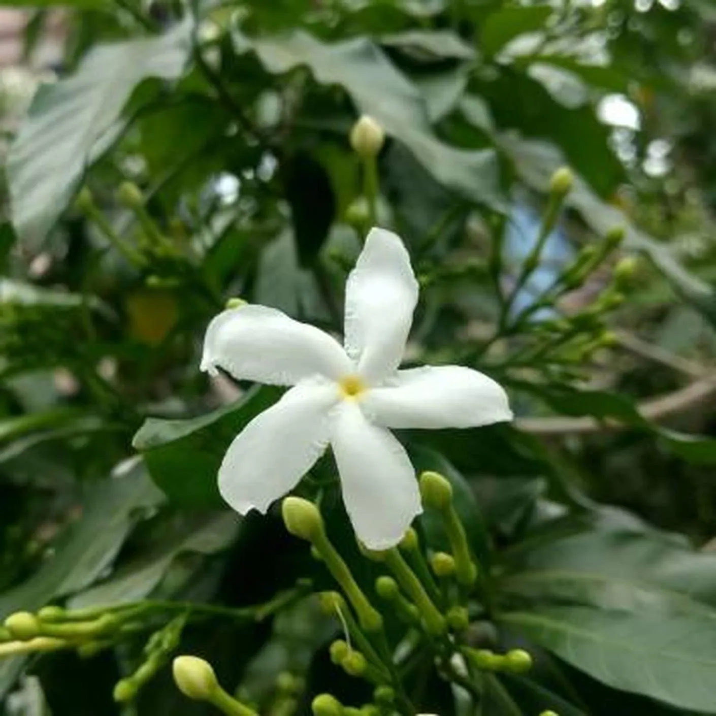 Buy Cloud Farm Jasmine Crepe Jasmine Chinese Tagor Night Blooming