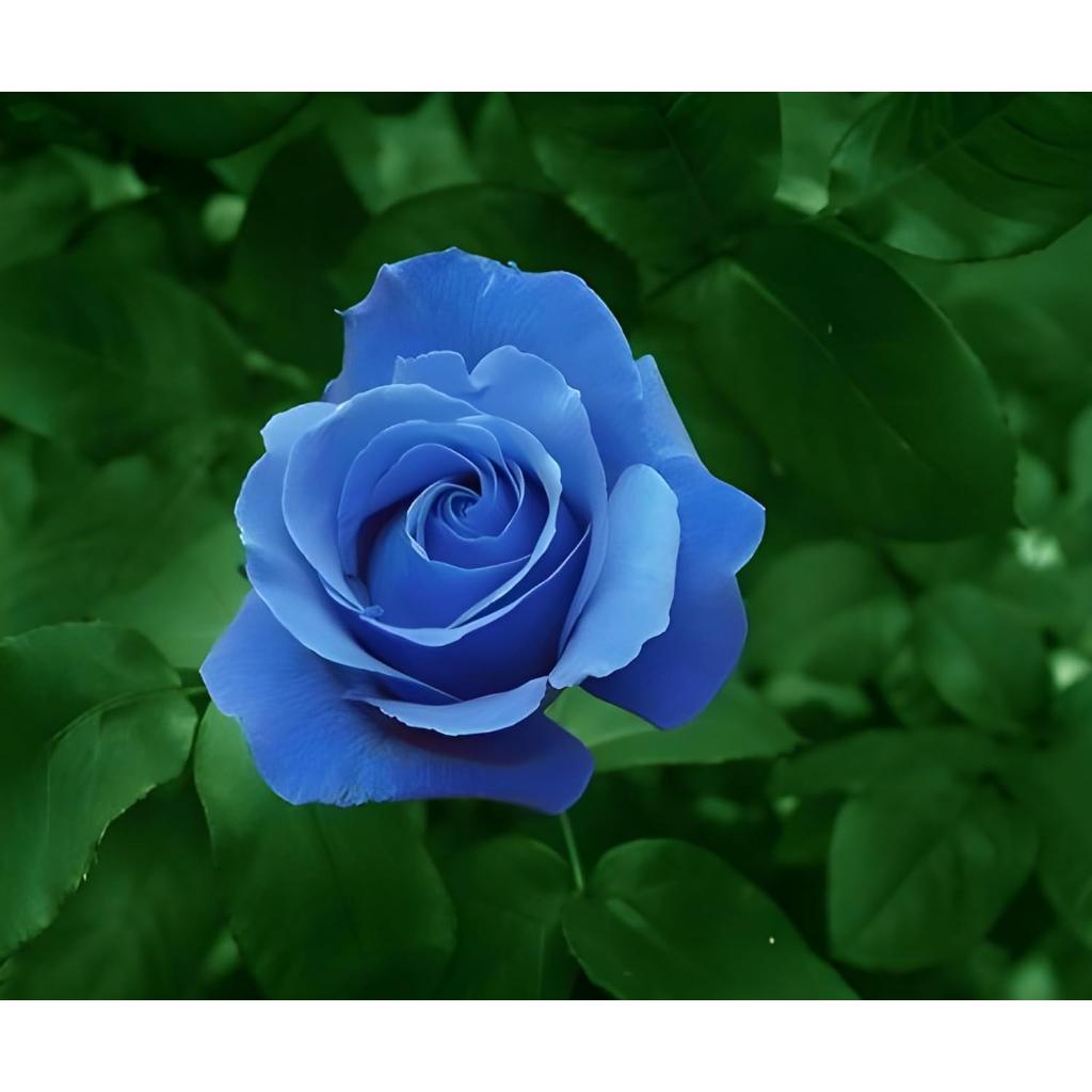 Buy Cloud Farm Grafted Blue roses Best color flower plant Climbing