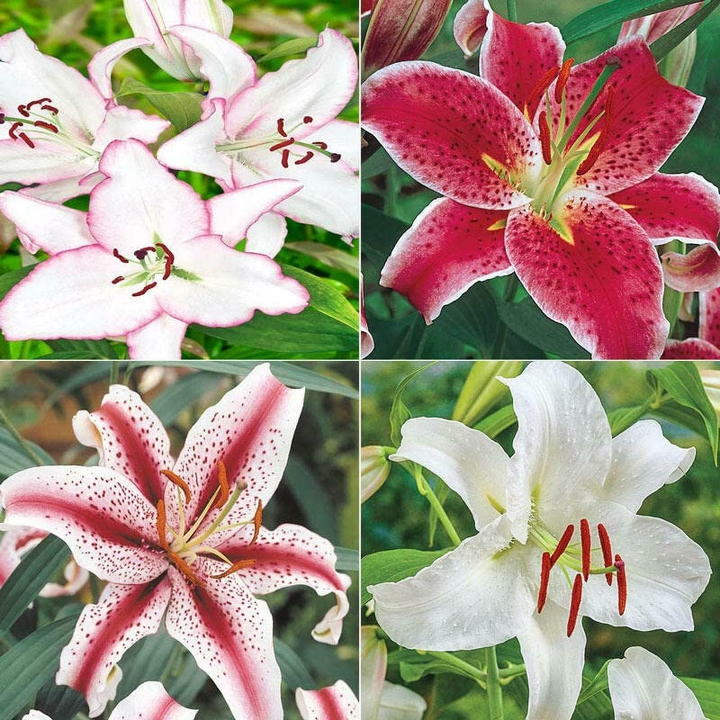 Buy PARYAVARAAN Oriental Lily Lilium Fragrant Flower Rooted