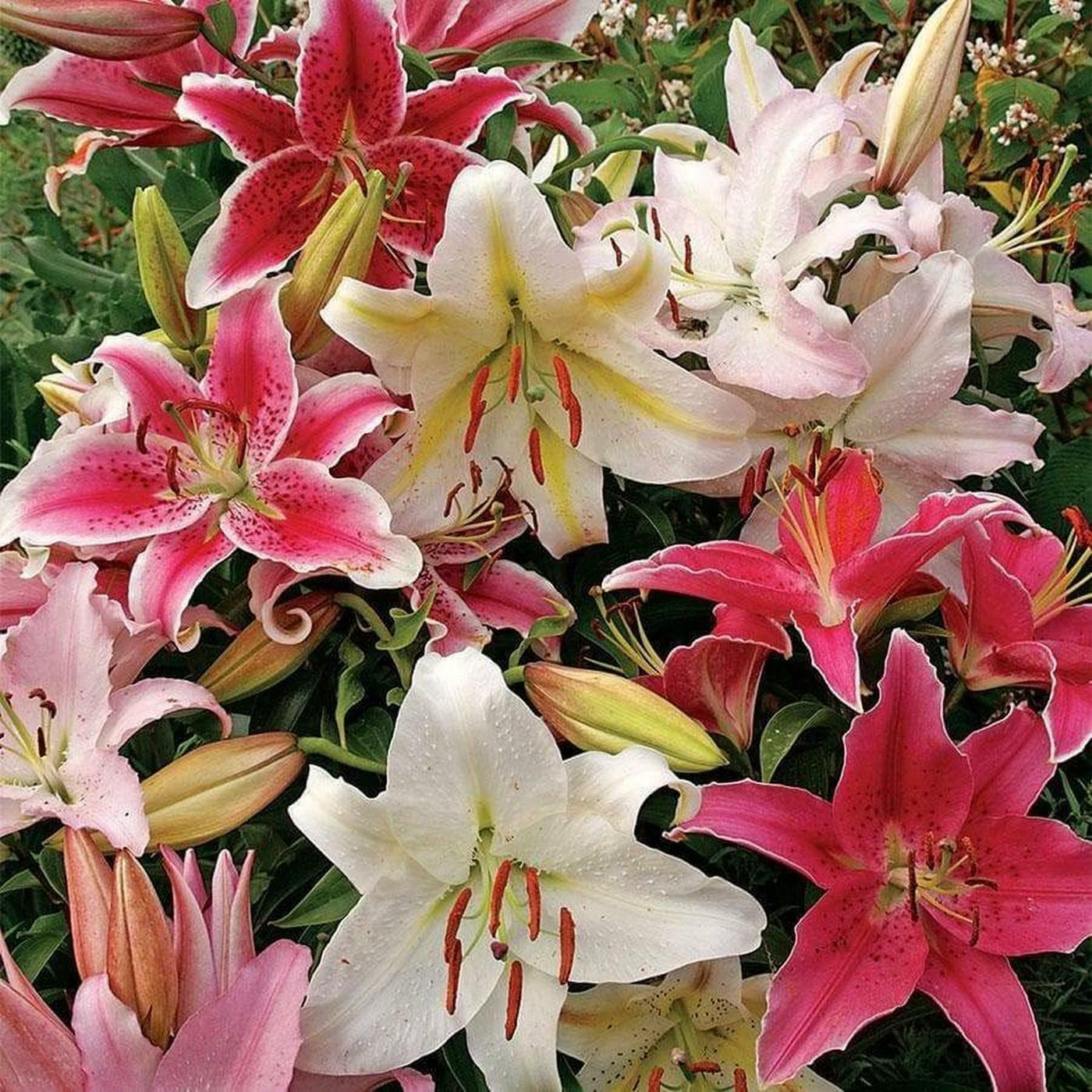 Buy PARYAVARAAN Oriental Lily Lilium Fragrant Flower Rooted