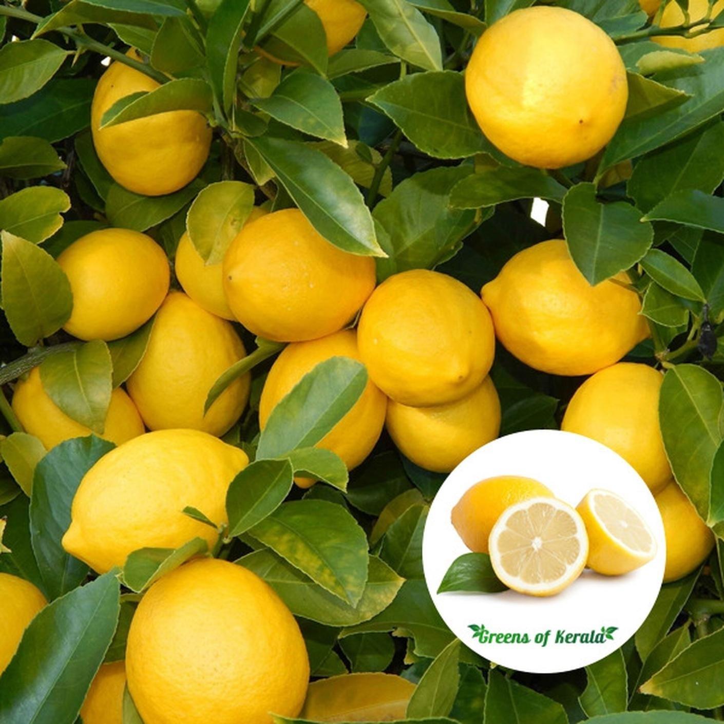 トップス Lemon Buy Cloud Farm Hybrid Lemon Plant - 200 mm CF_A256 Online at Best