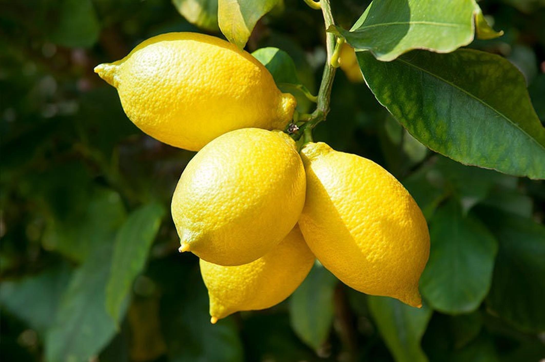 Buy Cloud Farm Hybrid Lemon Plant - 200 mm CF_A256 Online at Best