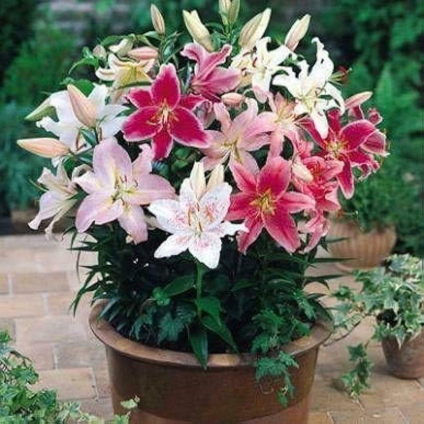Lily‼️ Buy PARYAVARAAN Bulbs Oriental Mixed Lily Flower Bulbs Mixed