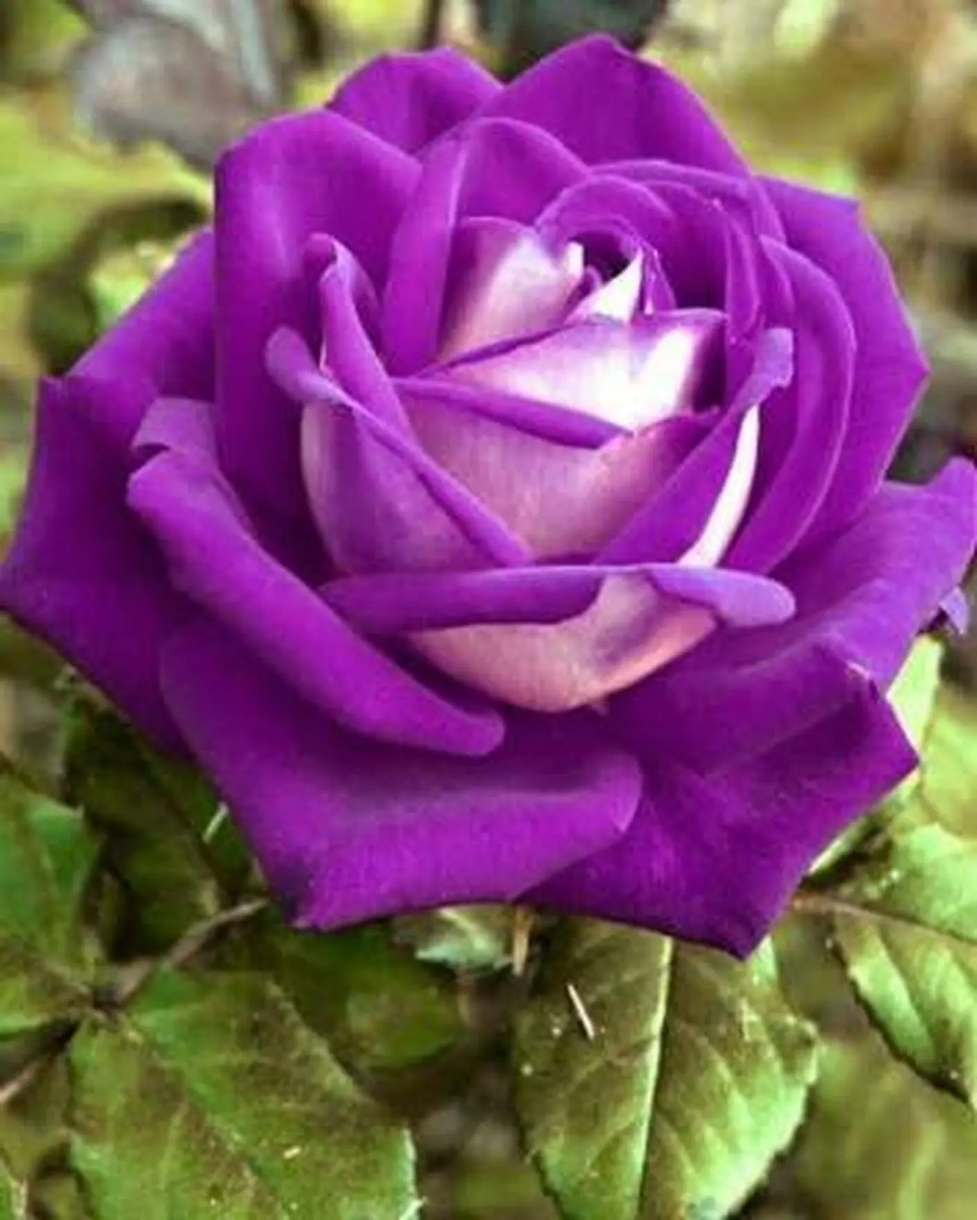 Buy Cloud Farm Hybrid Unique Purple Rose Plant - 200 mm