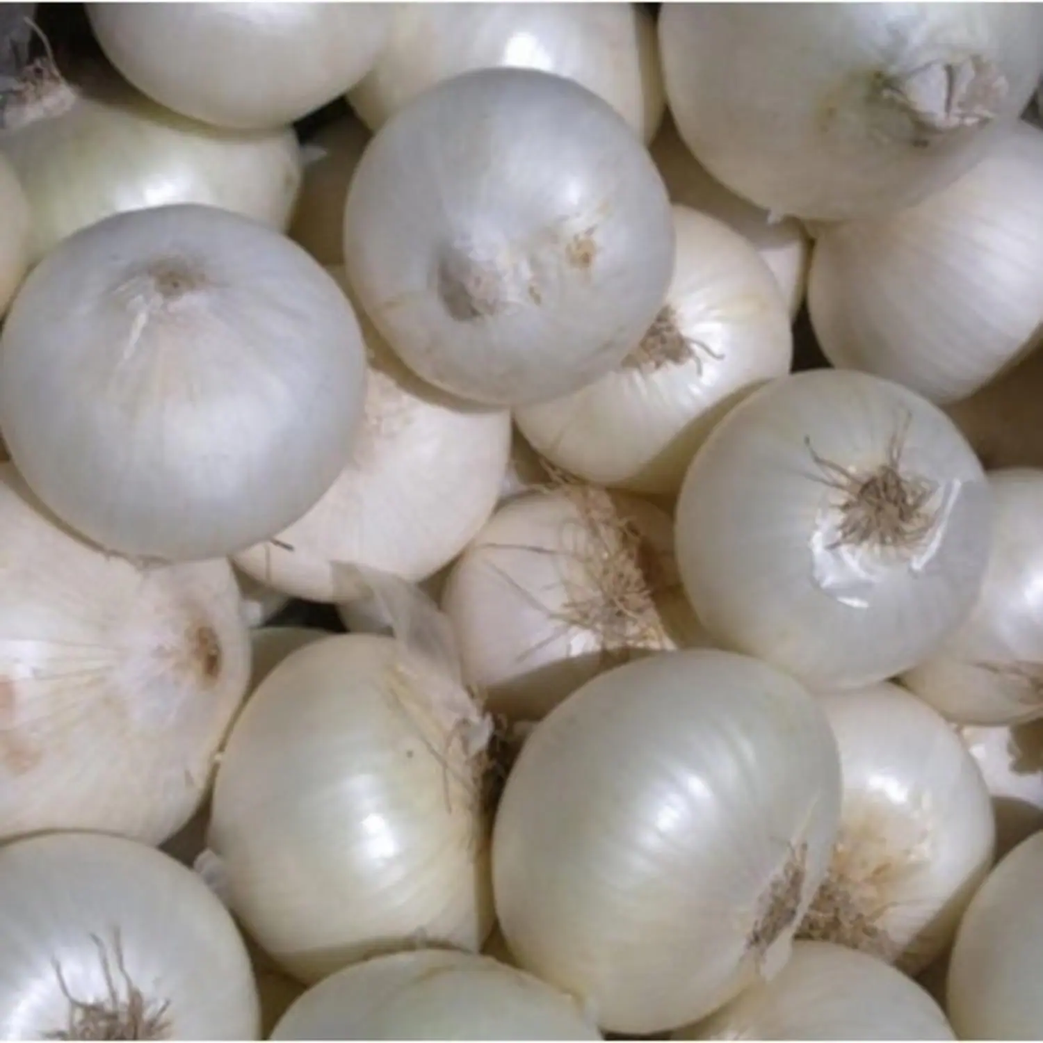 Buy Denzcart White onion-200g Online at Best Prices in India