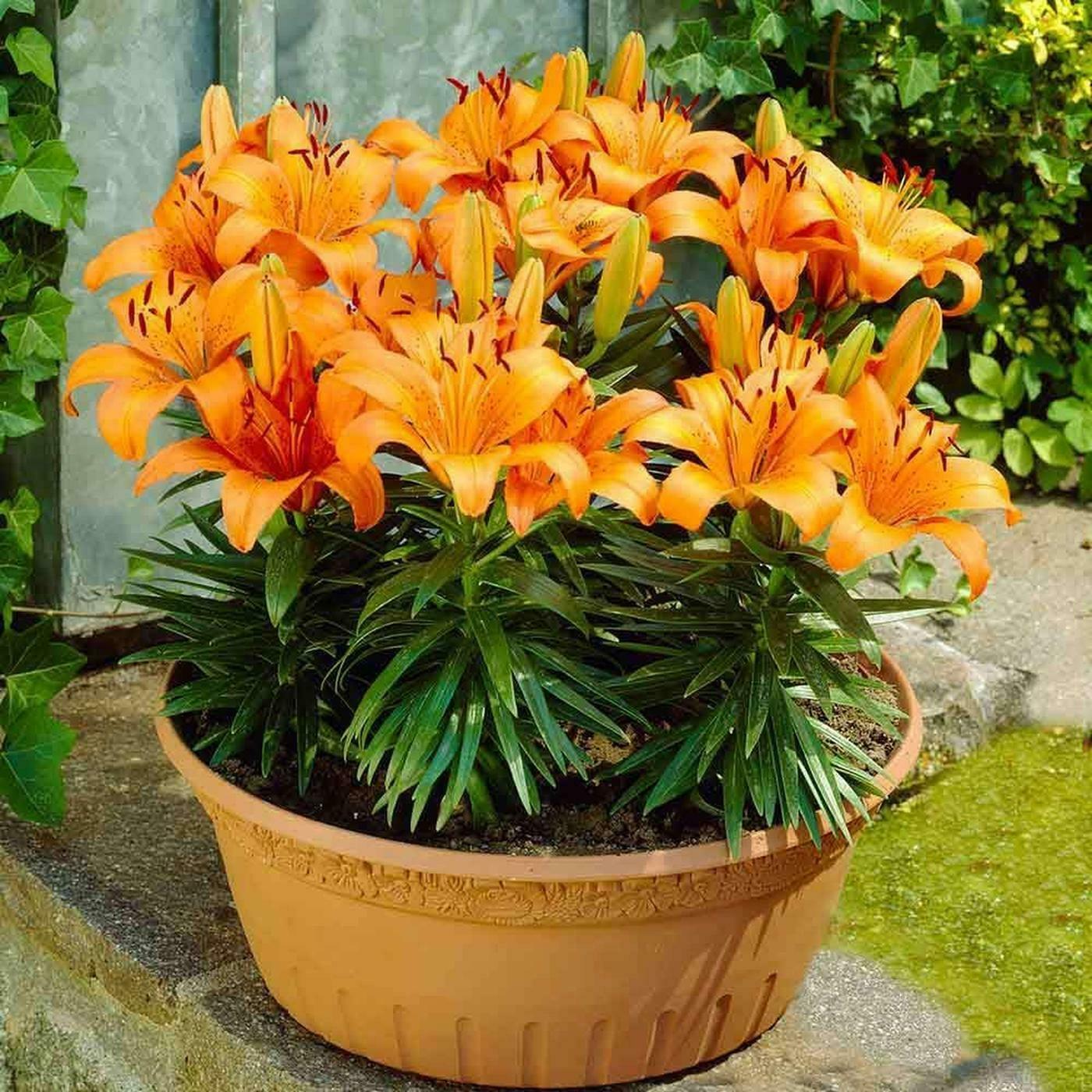 Buy PARYAVARAAN Lilium Flower Bulbs (Orange 5) Online at Best